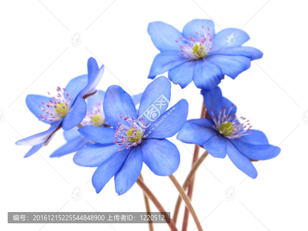 獐耳細(xì)辛花