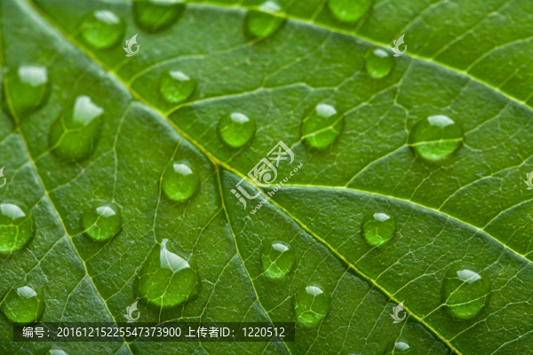 鮮綠水滴
