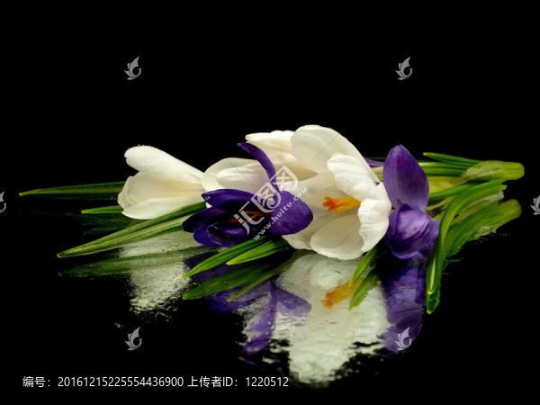 番紅花的花