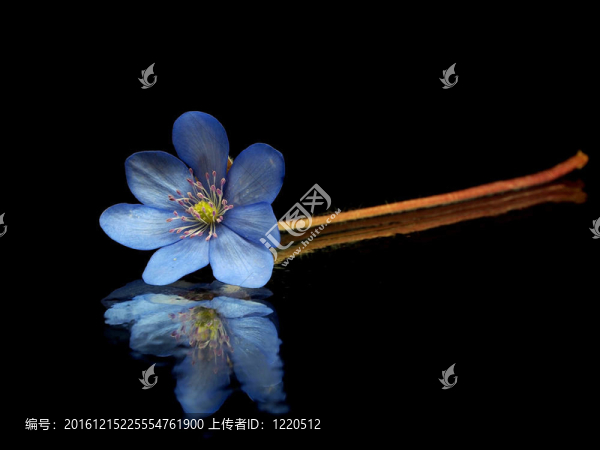 獐耳細(xì)辛花