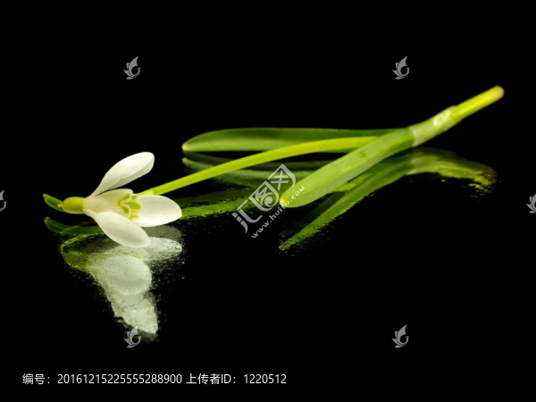 春天的雪蓮花