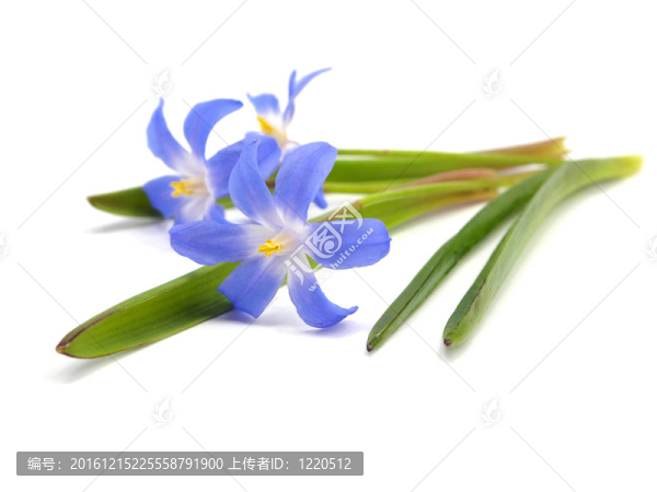 蘭泉綿厚