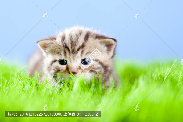 小貓小貓?zhí)K格蘭躺在碧綠的草地上