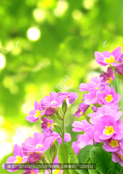 春天的花朵