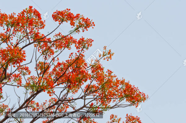 孔雀花的鳳凰樹