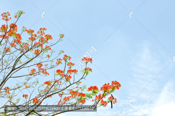 孔雀花的鳳凰樹
