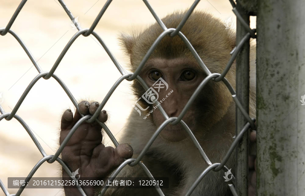 在動物園的蘇呼米猴；阿布哈茲