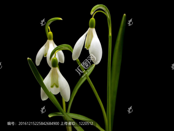 春天的雪蓮花