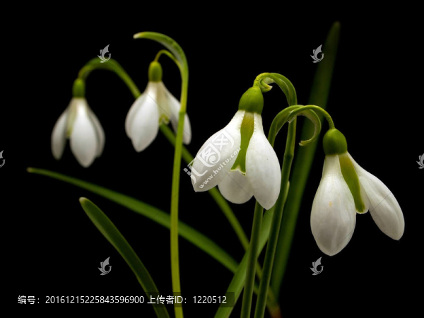 春天的雪蓮花