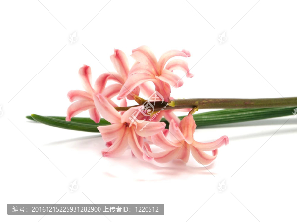 粉紅色的風(fēng)信子