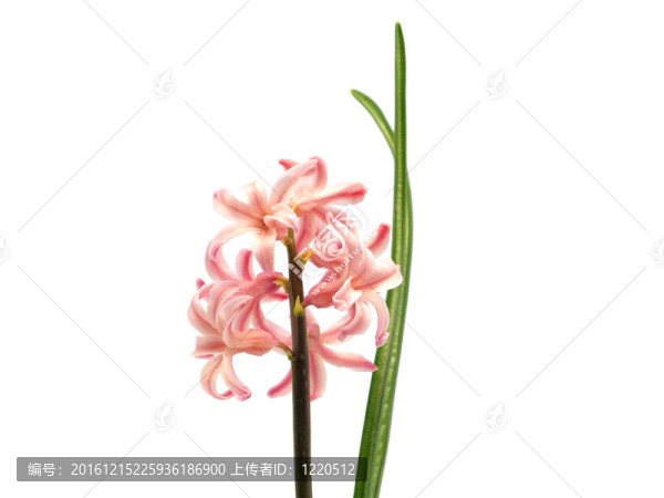 粉紅色的風(fēng)信子