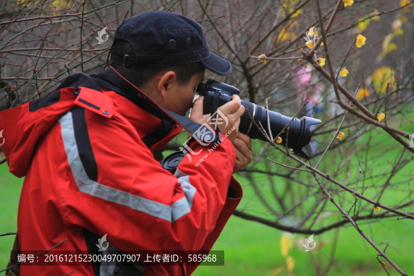橘子洲拍臘梅梅花