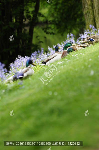 鴨子在公園玩