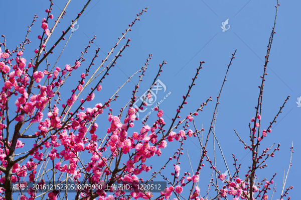 粉紅色的日本杏