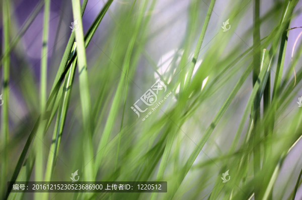 新鮮青草-淺自由度