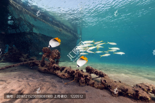 揚幡蝴蝶魚（chaetodon御夫座）在紅海。