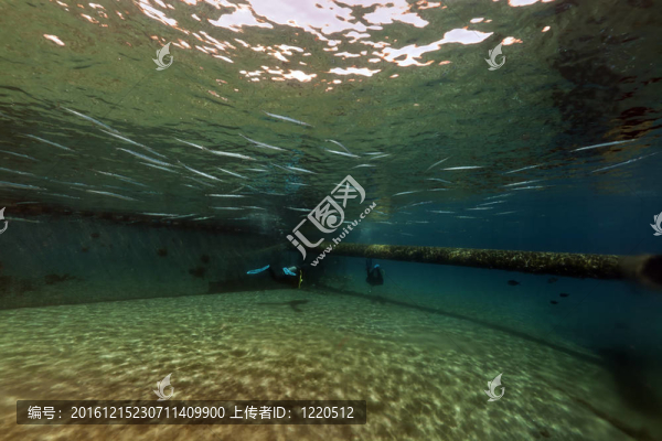 在紅海的頜針魚(yú)和潛水員。