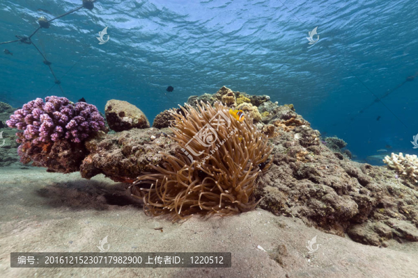 在紅色的?？蜔釒汉鹘?。