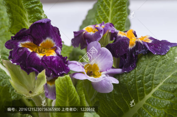 紫色的櫻草花