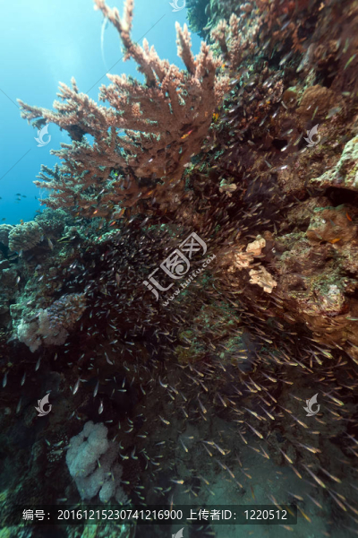 紅海中的魚類和熱帶珊瑚礁。