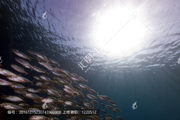 條紋的魚(yú)（rastrelliger,kanagurta）在紅海。