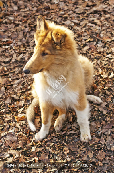 牧羊犬仔