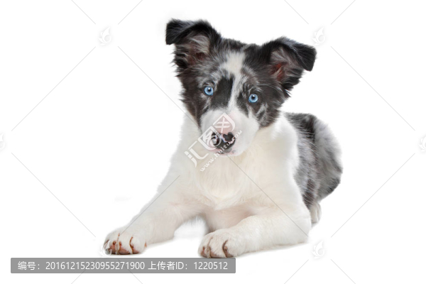 蕓石色的邊境牧羊犬幼犬