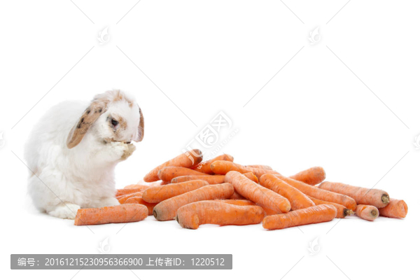 兔子吃胡蘿卜