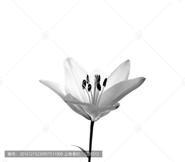 百合花