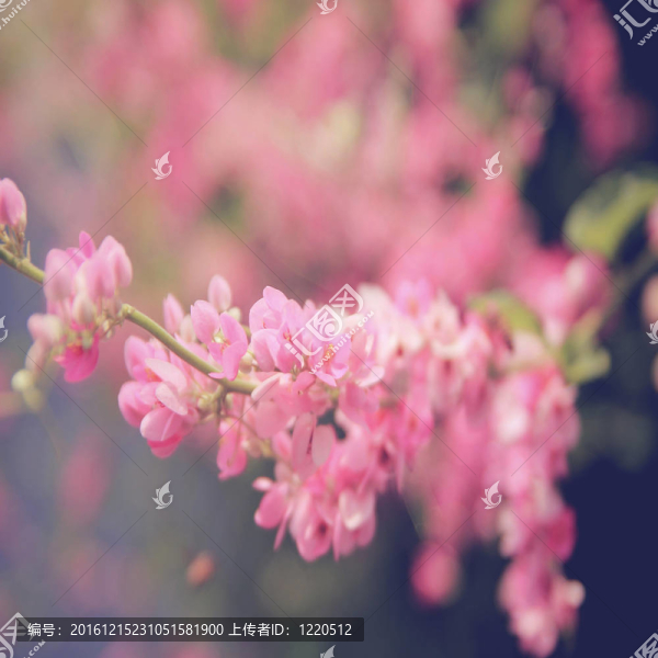粉紅色的花