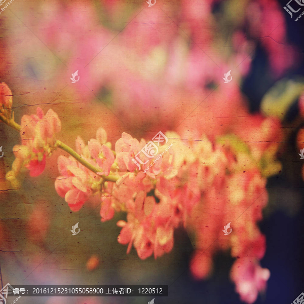 蹩腳的粉紅色的花