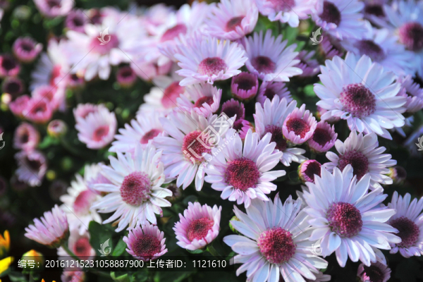 粉菊花