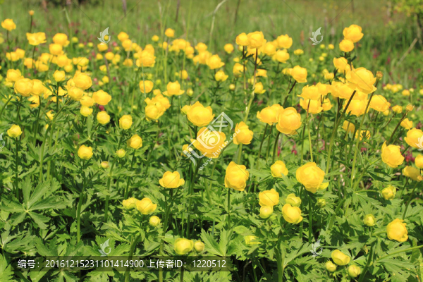 金蓮花