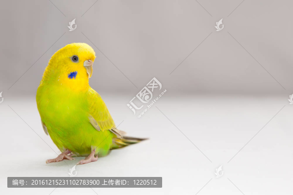 虎皮鸚鵡