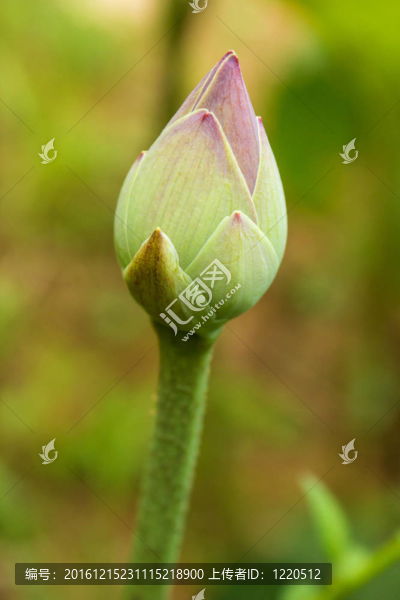 粉紅色的蓮花