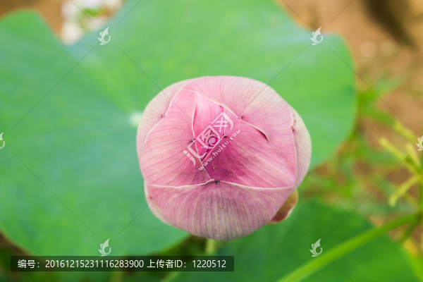 荷葉上的粉紅色蓮花芽