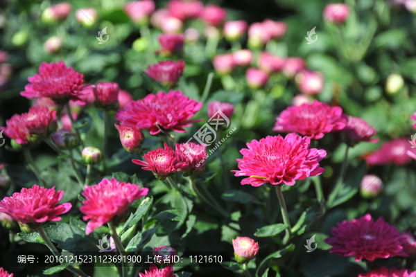 小菊花