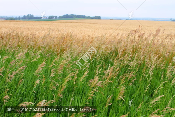 小麥田