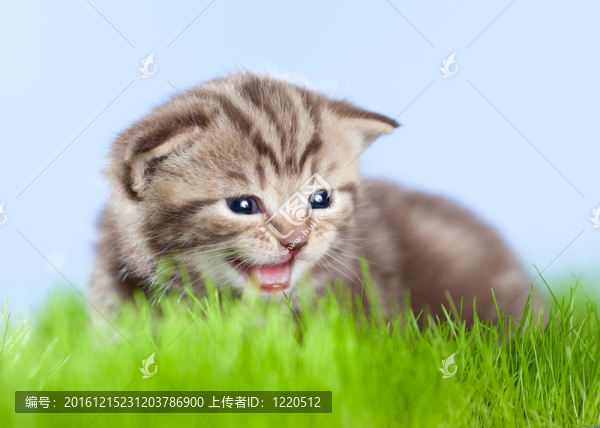 小貓小貓?zhí)K格蘭躺在碧綠的草地上