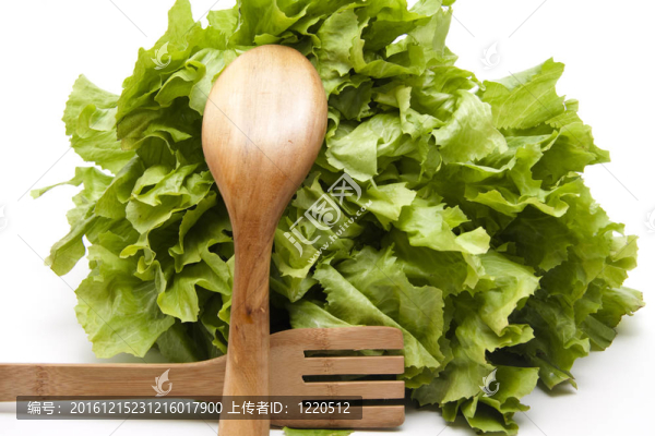 新鮮菊苣