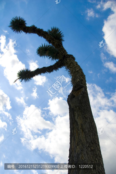 Joshua,Tree仙人掌植物