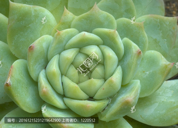 綠色絨毛的肉質(zhì)植物
