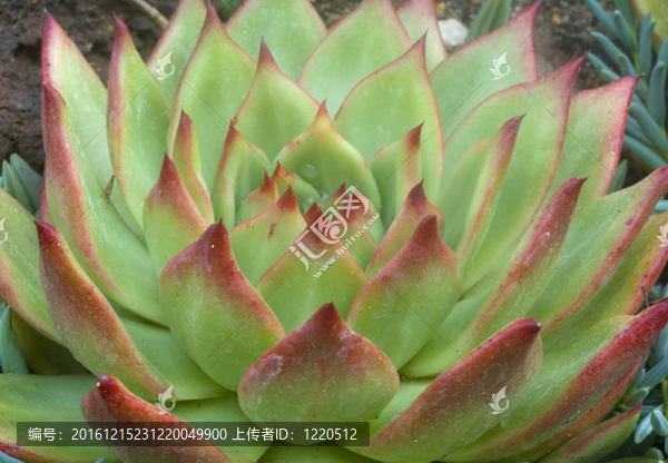 綠色棕色絨毛的肉質(zhì)植物