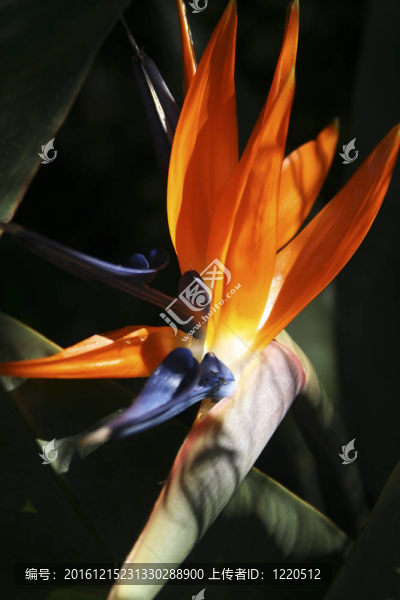 花-匯圖網(wǎng) www.fosd68.com 花