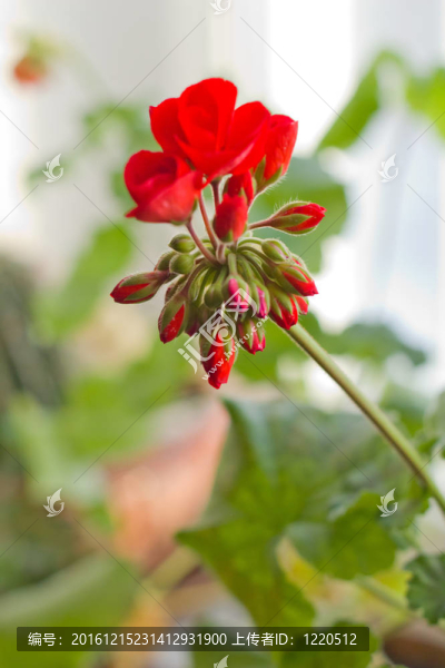 鮮花盛開的綠色葉子的背景虛化背景pelargonia紅色的花