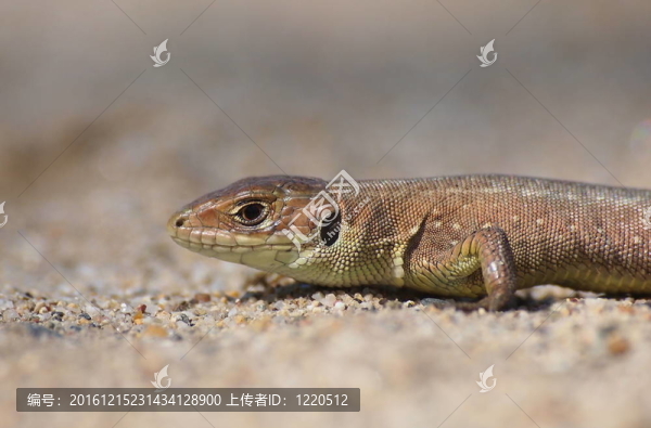 常見的蜥蜴