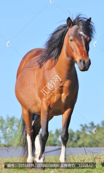 馬站