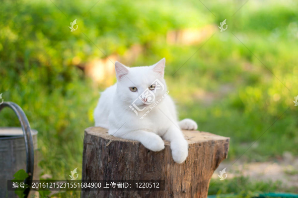 花園里的白貓