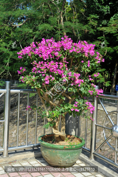 花卉