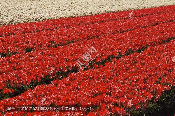 郁金香田野；南荷蘭